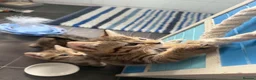 Mixed Breed cats for sale: 4 beautiful bengal mix kitten - Advert 14