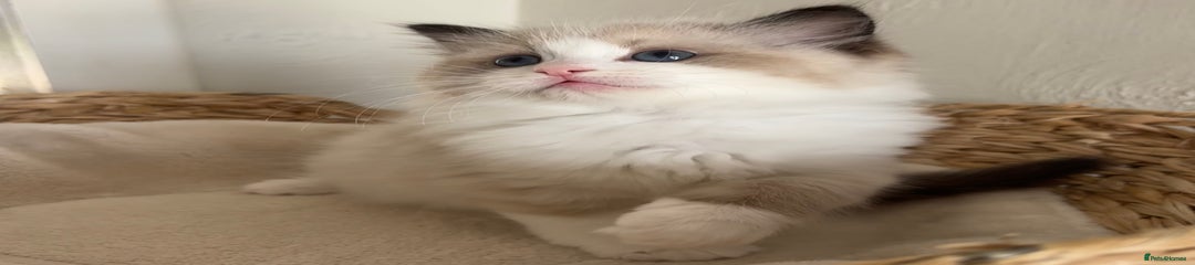 Ragdoll Kitten 3