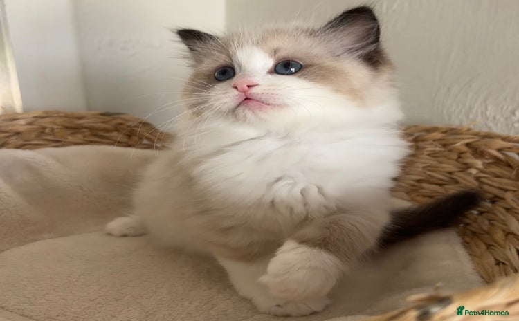 Ragdoll cats - Advert 1