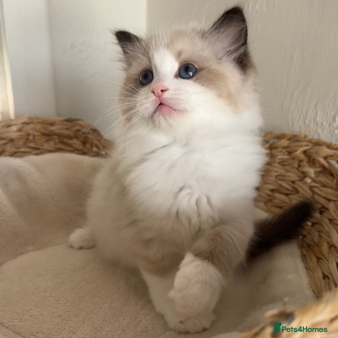 Ragdoll cats for sale: Ragdolls - Image 1