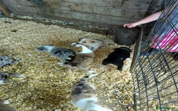 Border Collie dogs for sale: Border Collie Puppies  - Image 4