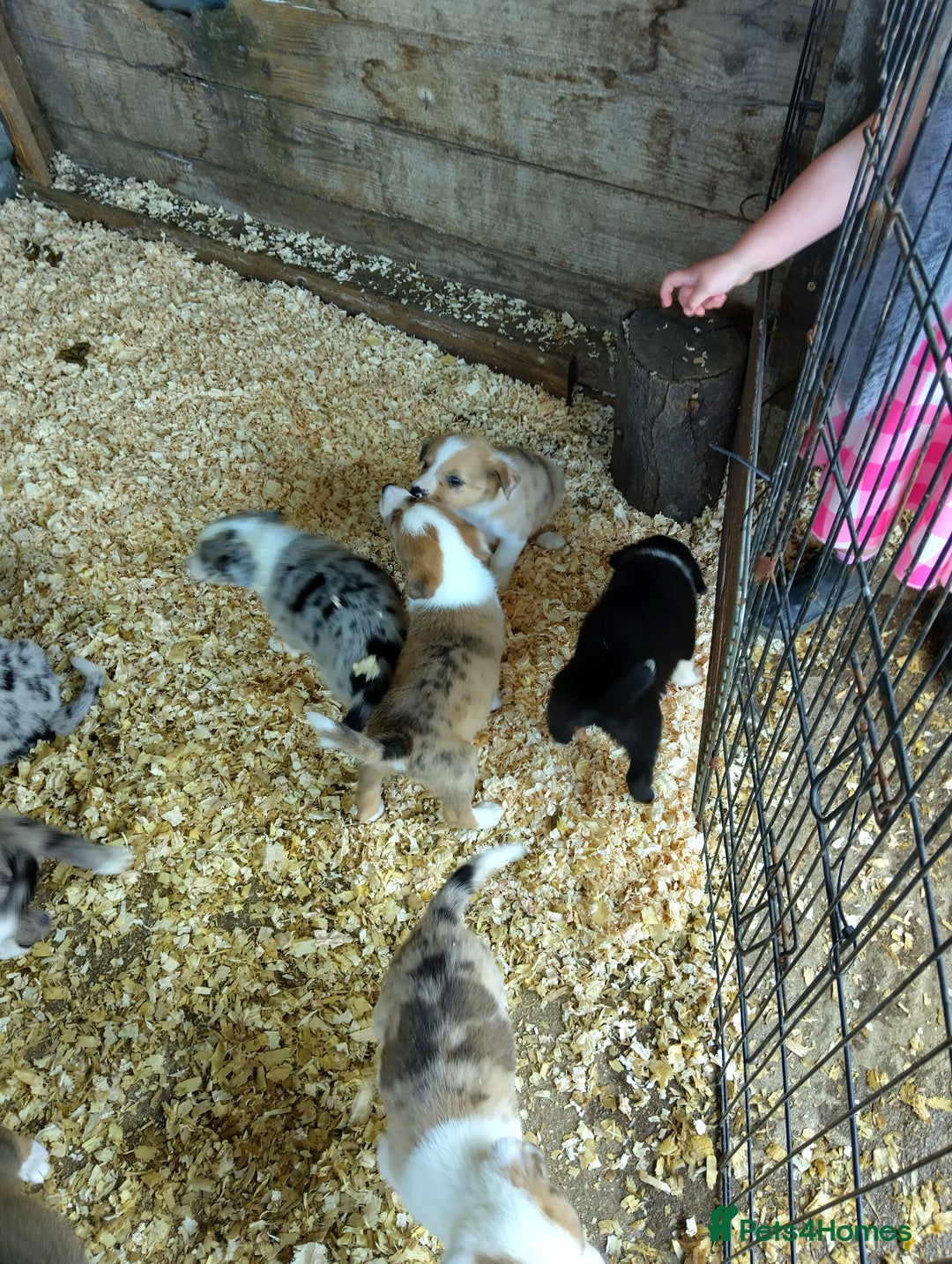 Border Collie dogs for sale: Border Collie Puppies  - Image 4