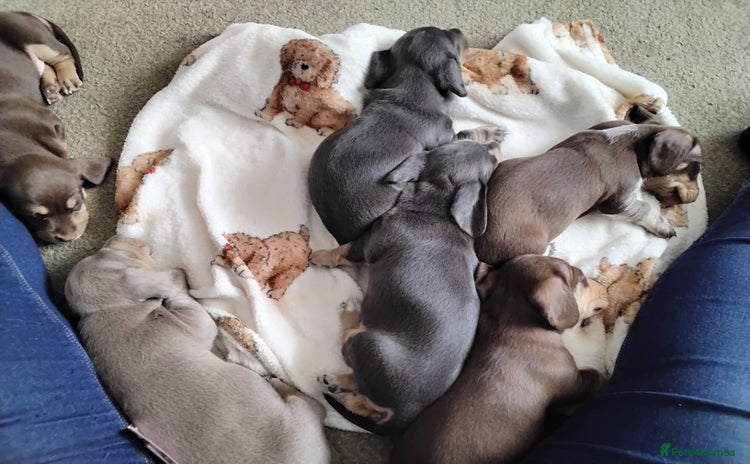 Dachshund dogs - Advert 4