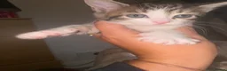 Mixed Breed cats for sale: 1 female kitten left sadly been let down.  in Morecambe - Advert 2