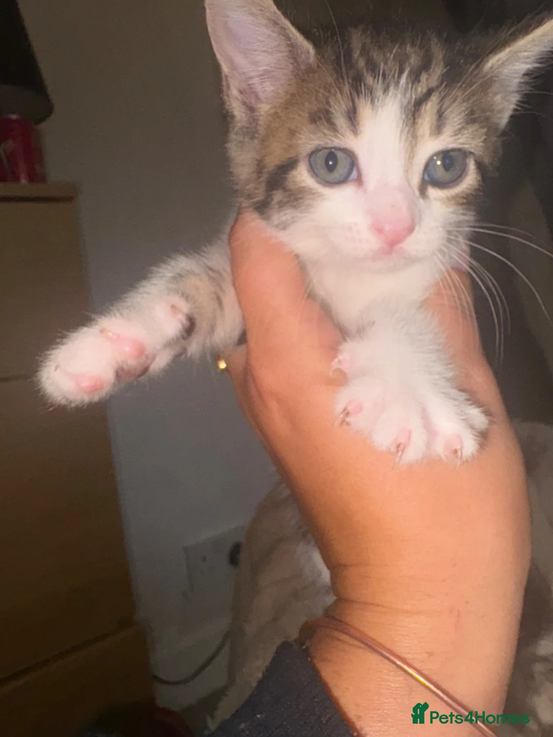 Mixed Breed cats for sale: 1 female kitten left sadly been let down.  in Morecambe - Advert 2