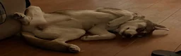Shepsky dogs for sale: Rehoming a Little Lady - Advert 5