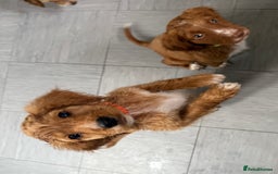 Cockapoo dogs for sale: 2 Beautiful Boy Cockapoo Puppies Left!! - Image 14