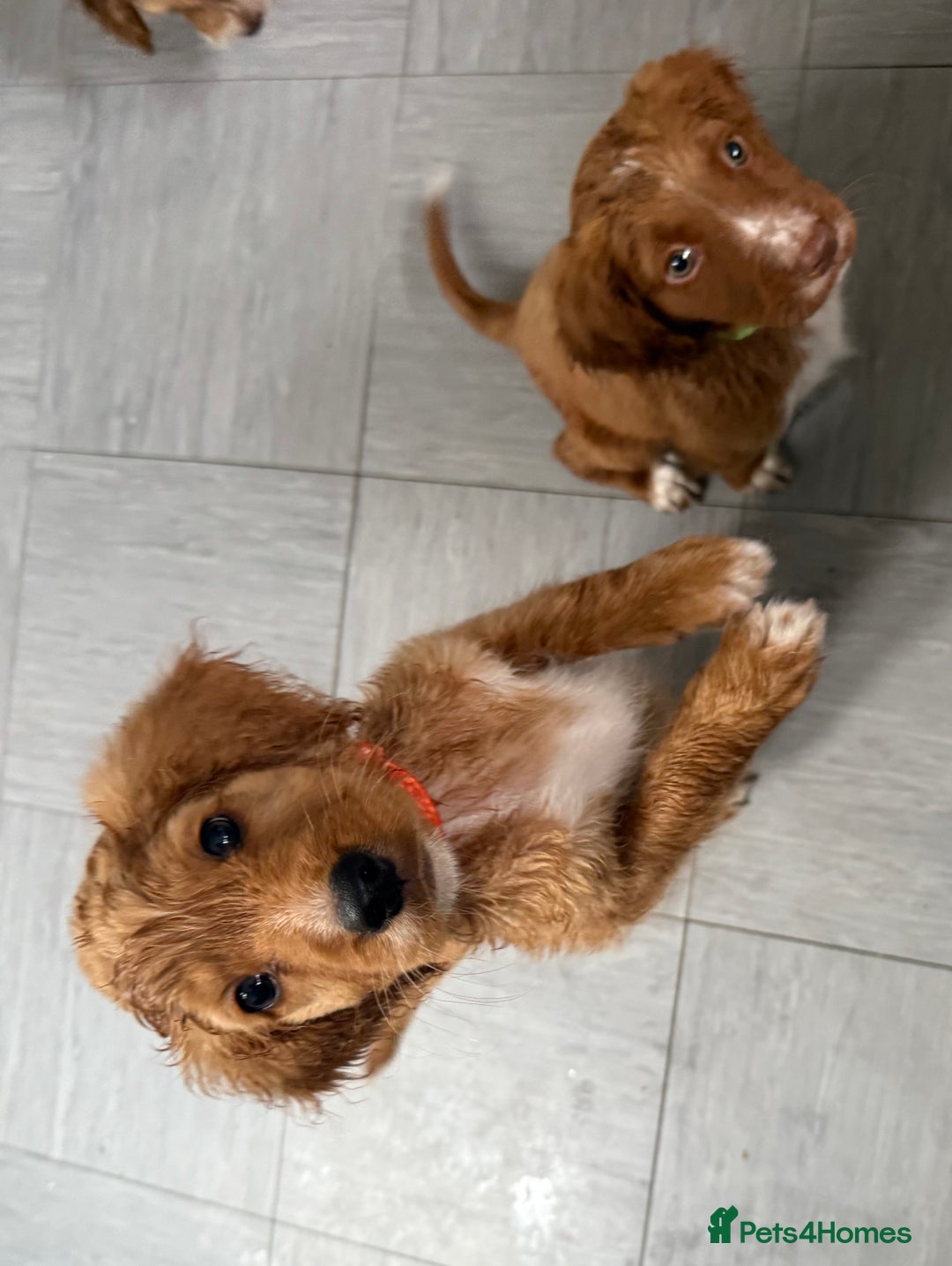 Cockapoo dogs for sale: 2 Beautiful Boy Cockapoo Puppies Left!! - Image 14