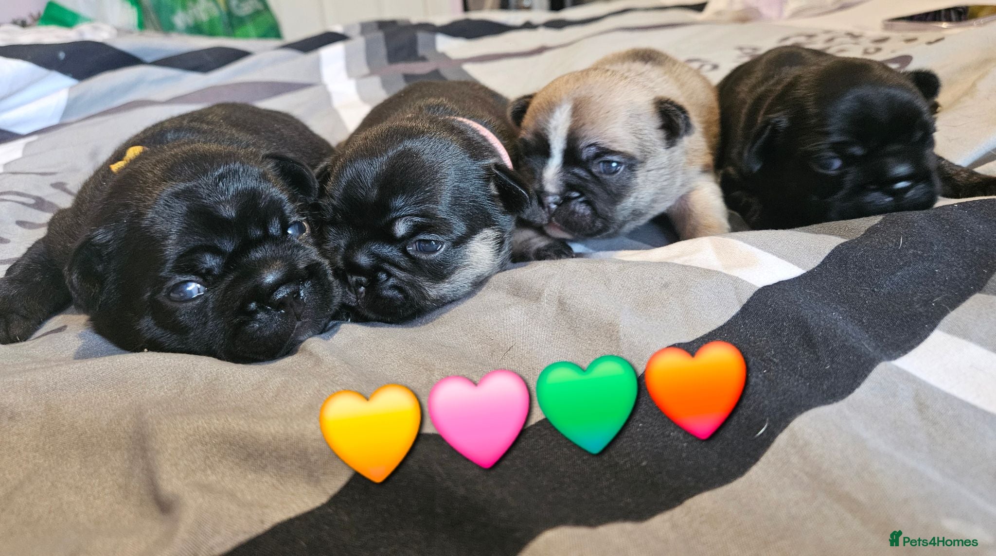 French Bulldog dogs Pedigree French bulldog puppies.  - Advert 2