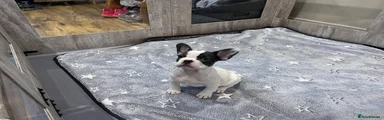 French Bulldog Puppy 2