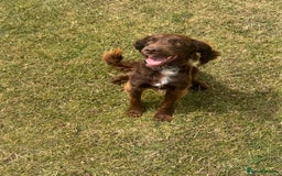 Sprocker dogs for sale: Sprocker Spaniel 17 months old  - Image 4