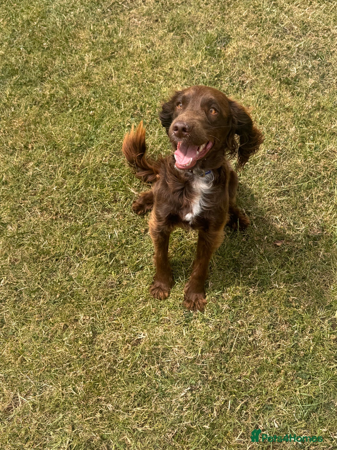 Sprocker dogs for sale: Sprocker Spaniel 17 months old  - Image 4