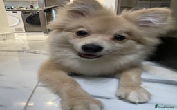 Pomeranian dogs for sale: Pomeranian for rehome - Image 2
