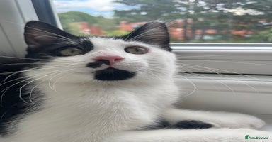 Mixed Breed cats - Advert 16