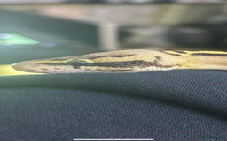 Python Snake reptiles for sale: Female pastel freeway ball python  - Image 3