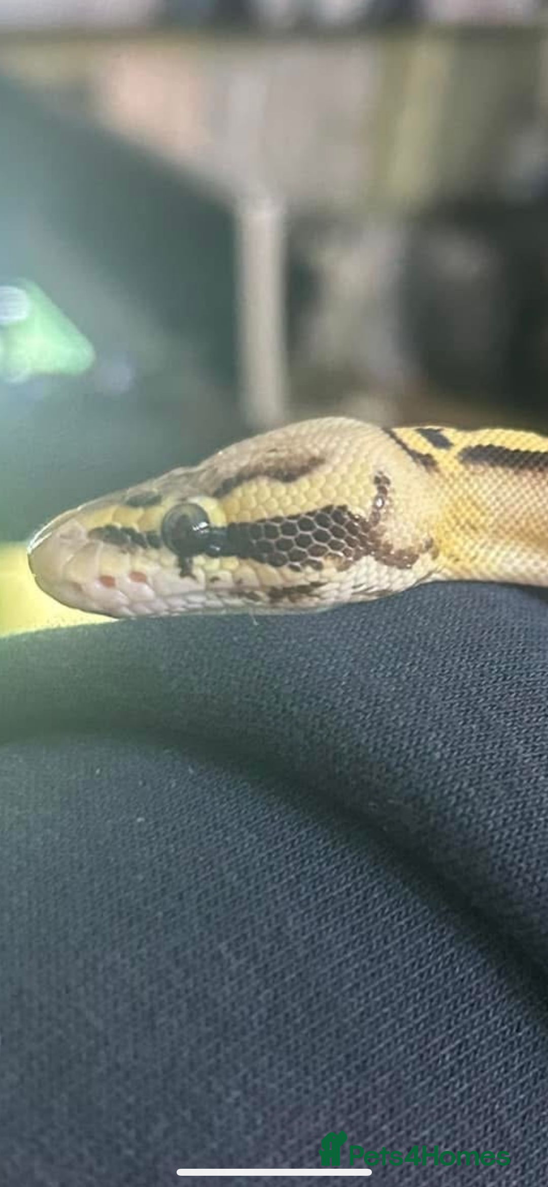 Python Snake reptiles for sale: Female pastel freeway ball python  - Image 3