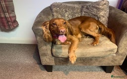 Cocker Spaniel dogs for sale: Beautiful boy cocker spaniel, ready now 💙 - Image 7