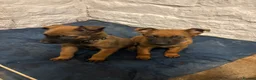 Belgian Shepherd Dog dogs for sale: Belgian malinois puppies - Advert 7