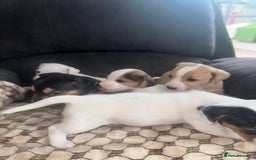 Mixed Breed dogs for sale: I have six beautiful jack dash for sale  - Image 5