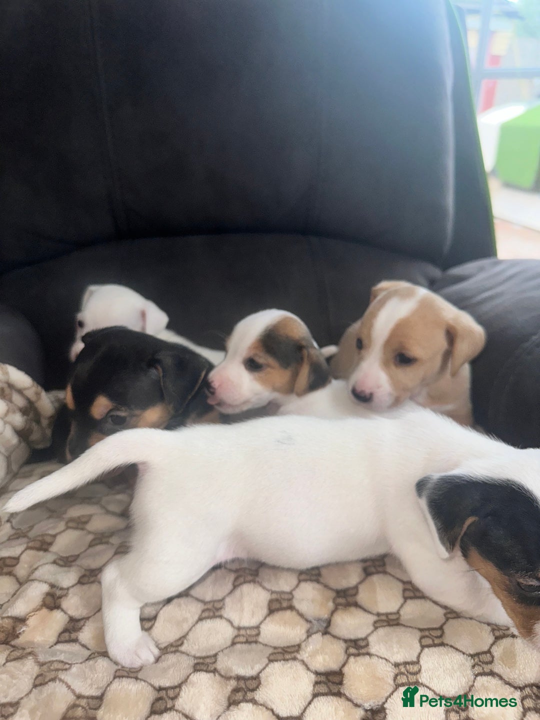 Mixed Breed dogs for sale: I have six beautiful jack dash for sale  - Image 5