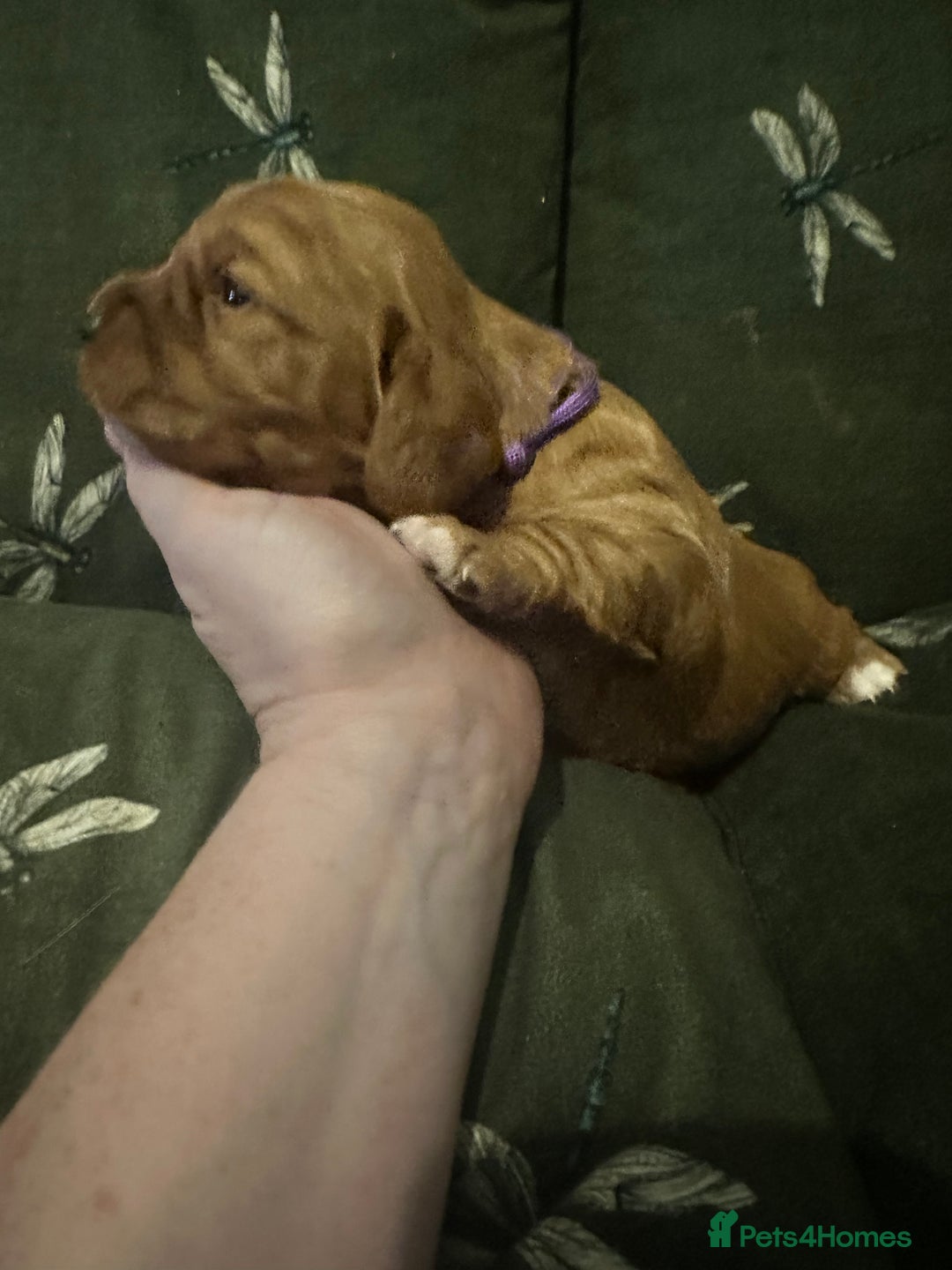 Cockalier dogs for sale: Cockalier puppies  - Advert 31