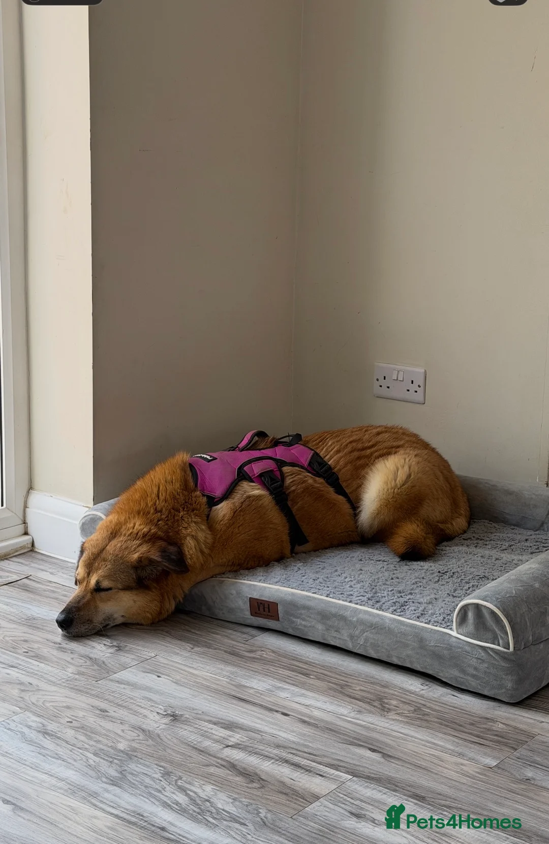 Mixed Breed dogs for sale: Muffin | Gentle, Snuggly & Cheeky - Advert 10