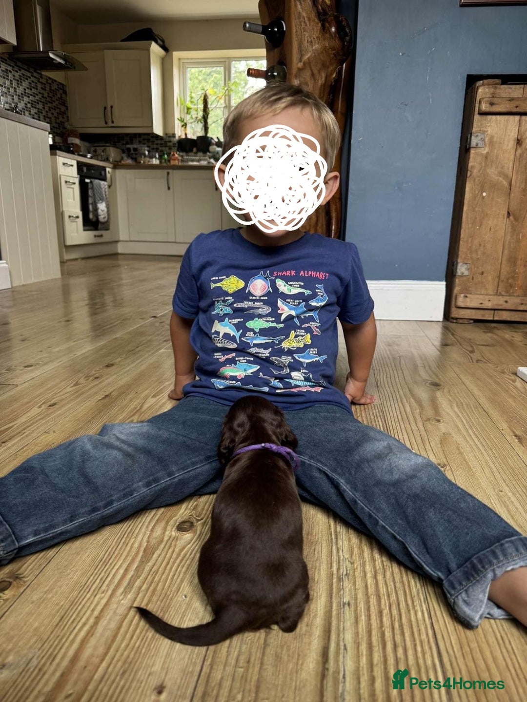 Miniature Dachshund dogs for sale: long and shorthaired chocolate. Both parents KCd - Image 15
