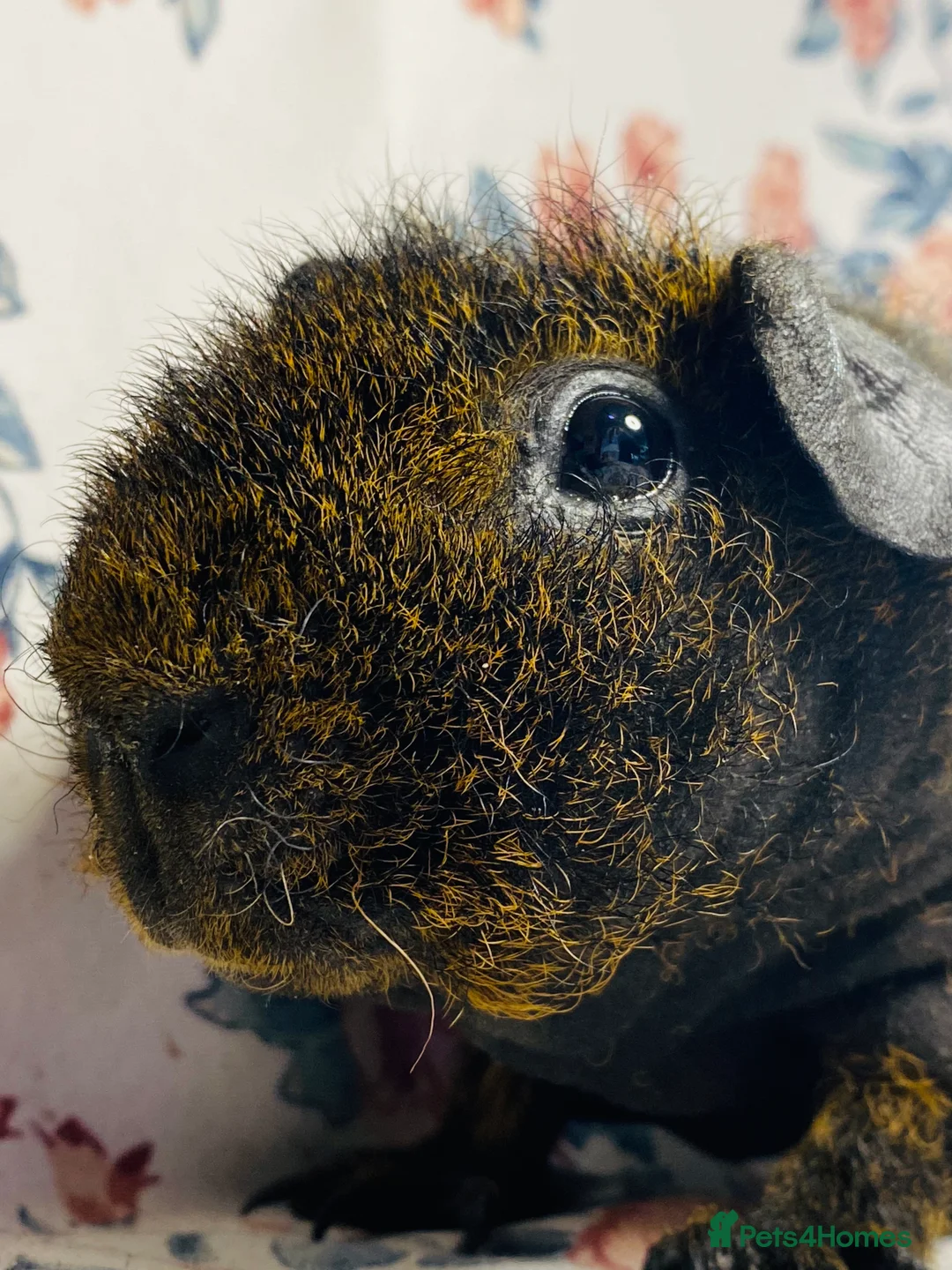 Guinea Pig rodents for sale: Pair of stunning skinny and werewolf young boys - Advert 8