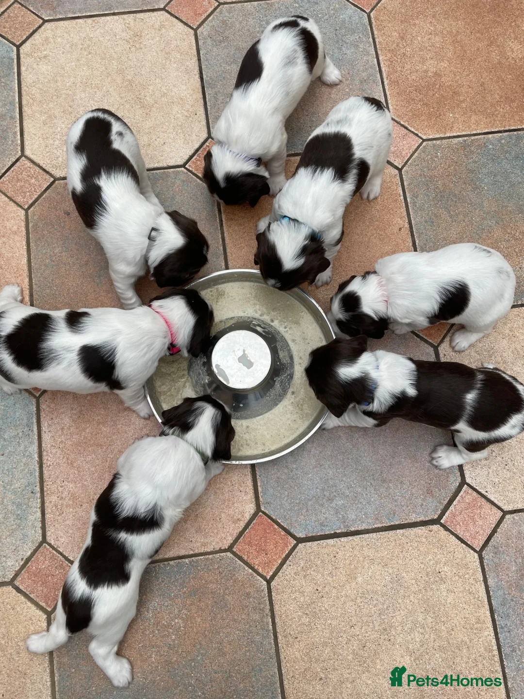 English Springer Spaniel dogs for sale: Quality KC registered ESS. Health screened. - Advert 1