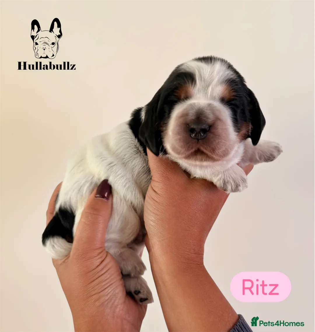 Cocker Spaniel dogs for sale: Health tested Cocker Spaniels - Advert 2