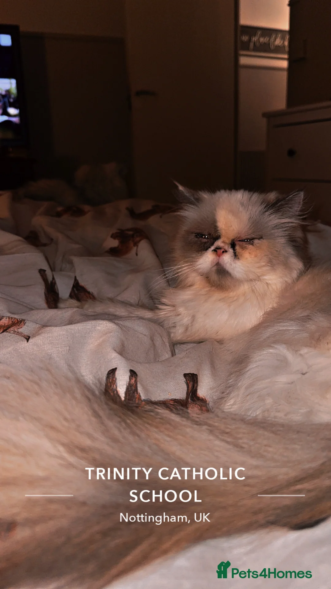 Persian cats for sale: Persian female  - Advert 2