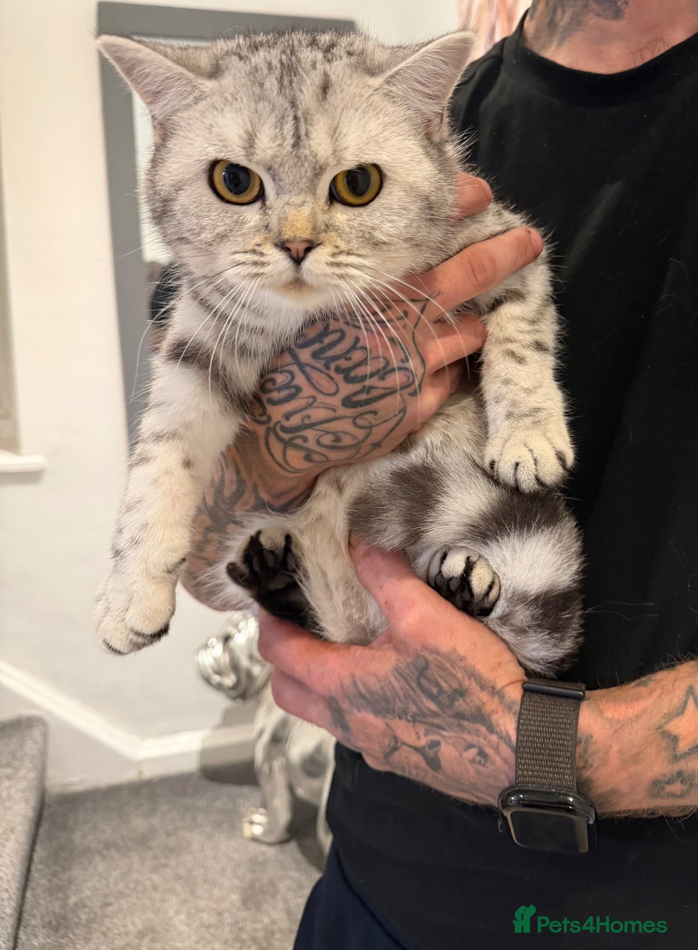 British Shorthair cats for sale: Two female British short hairs 7 months old - Advert 8