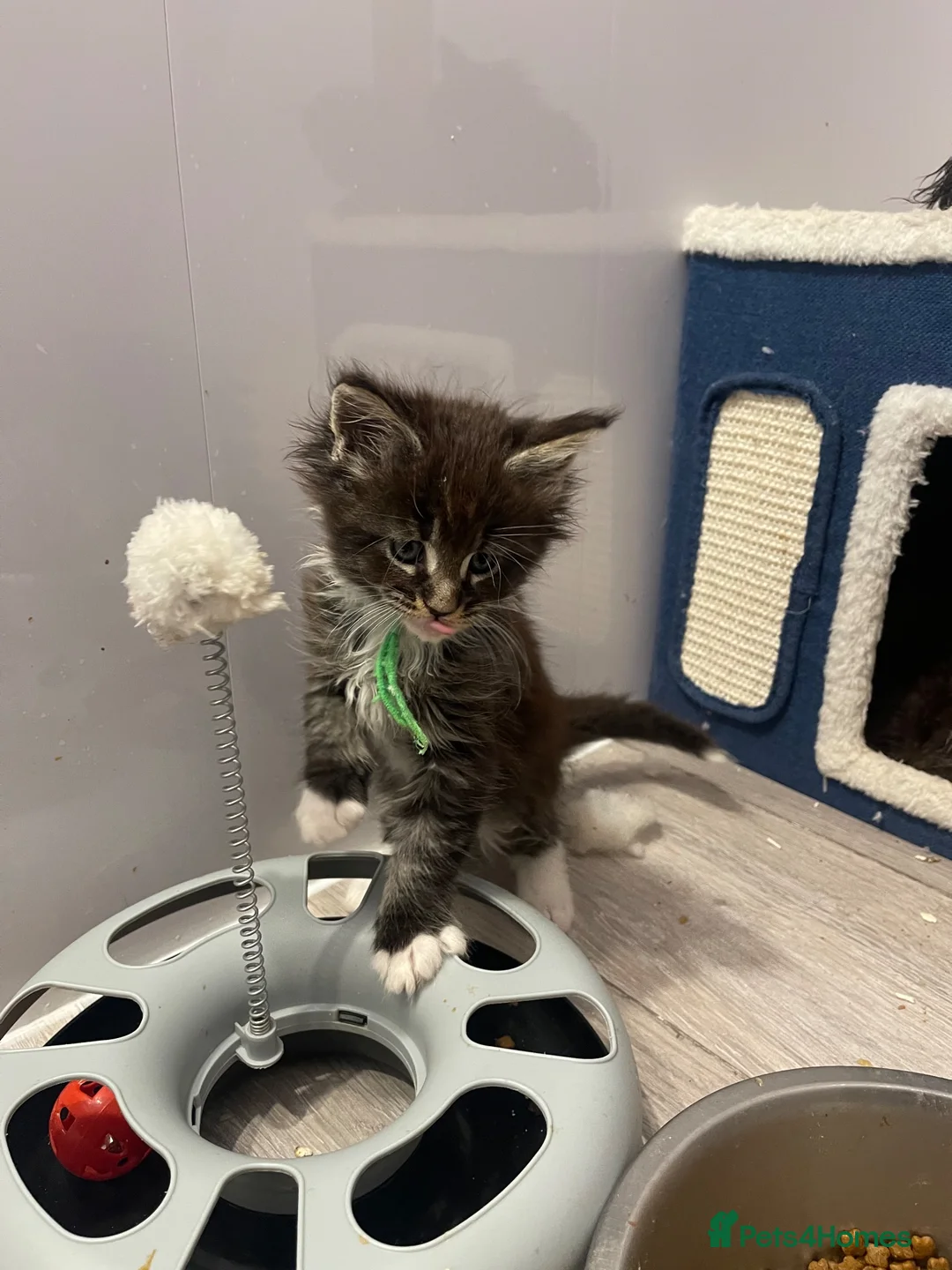 Maine Coon cats for sale: Maine coon - Advert 13