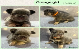 French Bulldog dogs for sale: High Quality French Bulldog Puppies  - Image 6