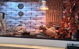 Bearded Dragon reptiles for sale: Bearded dragon plus vivarium  - Image 3