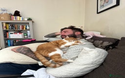 British Shorthair cats for sale: Ginger tabby cat - Image 2