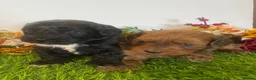 Cavapoo dogs for sale: F1 toy cavapoo puppies  - Advert 5