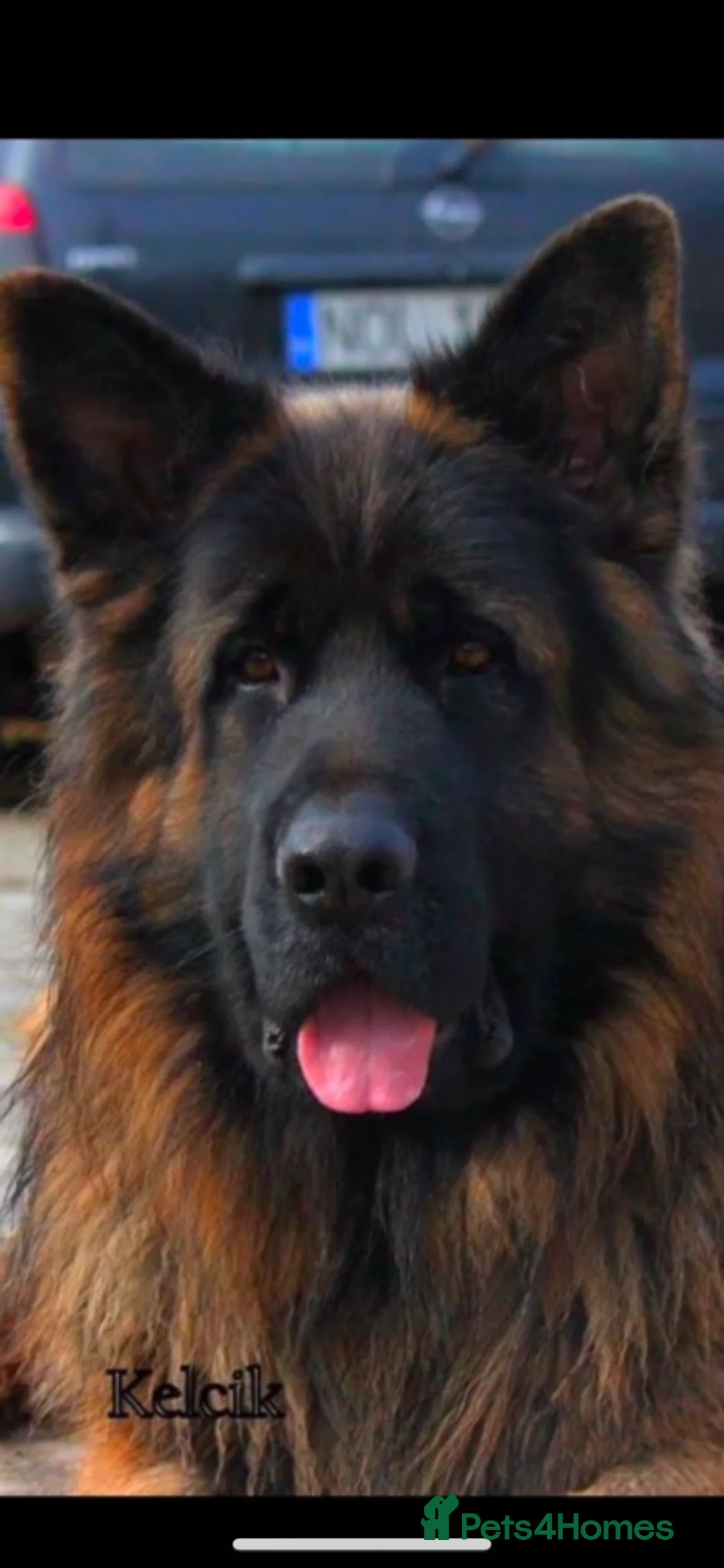 German Shepherd dogs for sale: Stunning Pedigree Male German Shepherd Puppy - Advert 8