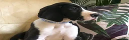 Great Dane dogs for sale: Lovely Damarkann Great Dane Puppies - Advert 7