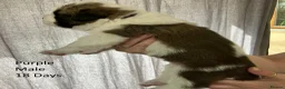 Saint Bernard dogs for sale: KC Registered Saint Bernard Pups - Advert 11