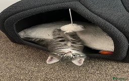 Maine Coon cats for sale: Adorable Half Maine Coon Kittens - Image 26