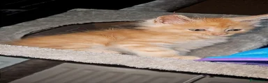 Maine Coon 2 (reggie)