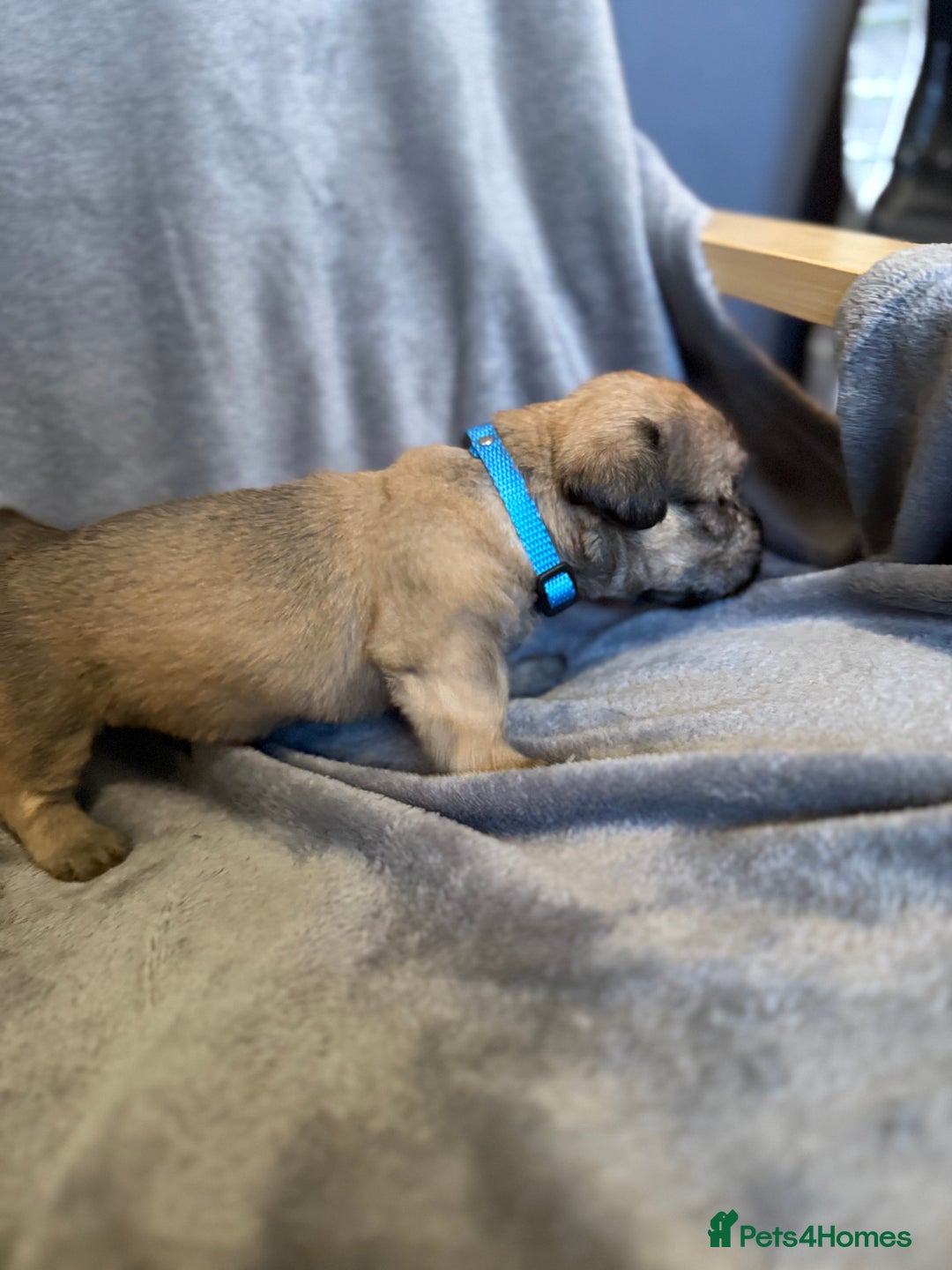 Glen of Imaal Terrier dogs for sale: Glen of Imaal terrier puppies - Advert 36