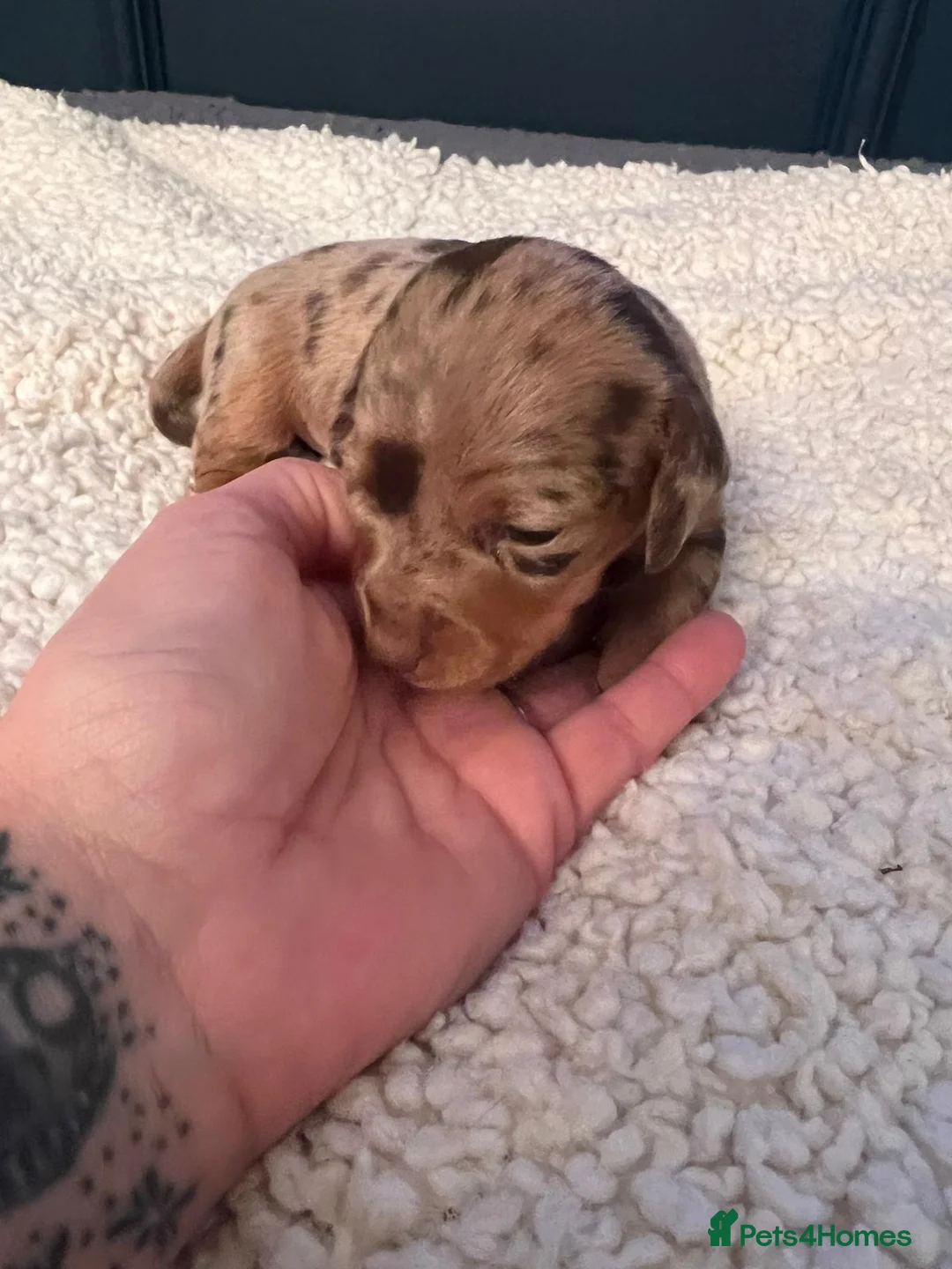 Miniature Dachshund dogs for sale: Stunning Miniature Daschunds  - Advert 2