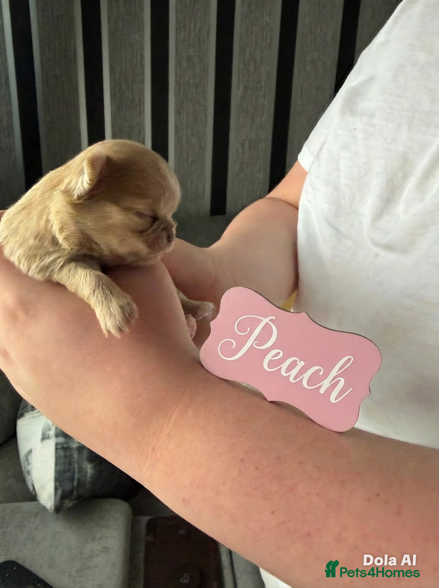 Chihuahua dogs Incredible 0% COI Longhair chihuahua puppies - Advert 2