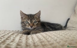 Mixed Breed cats for sale: BEAUTIFUL TABBY MALE FOR SALE  - Image 4