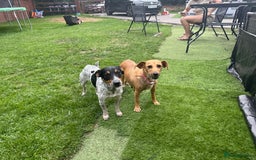 Jack Russell dogs for sale: 🐾Jack Russell Puppies🐾 - Image 13