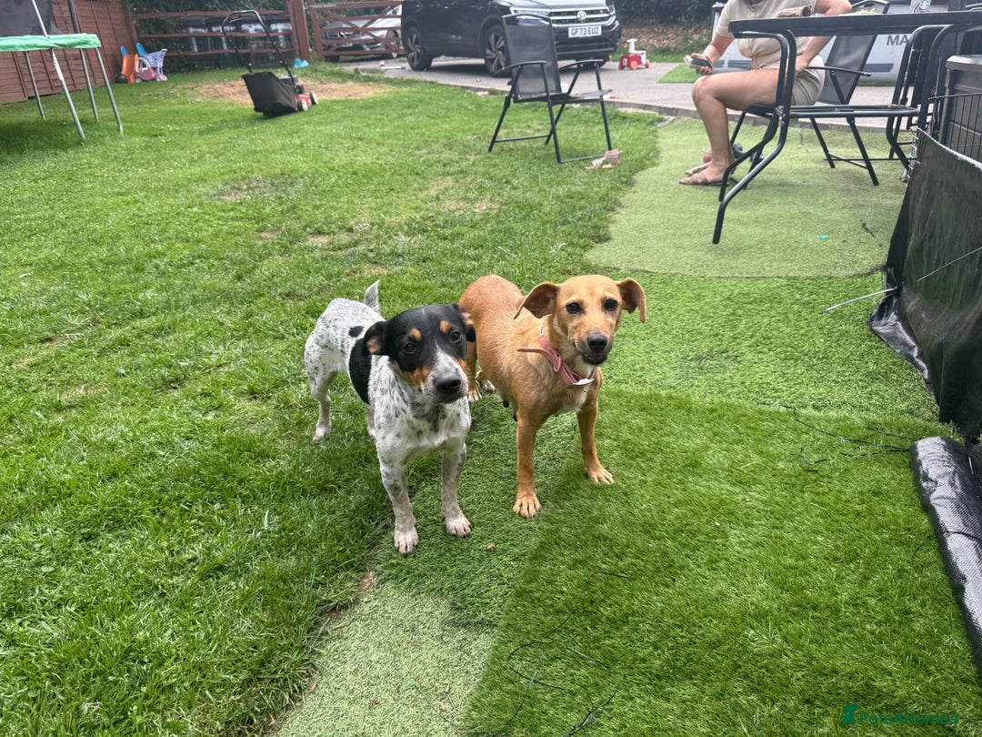 Jack Russell dogs for sale: 🐾Jack Russell Puppies🐾 - Image 13