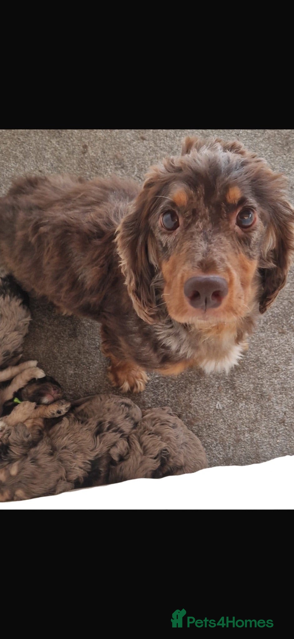 Cockapoo dogs Miniature cockapoos chocolate tan and merles - Advert 2