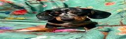 Miniature Dachshund dogs for sale: Gorgeous kaninchen/miniature puppies - Advert 4